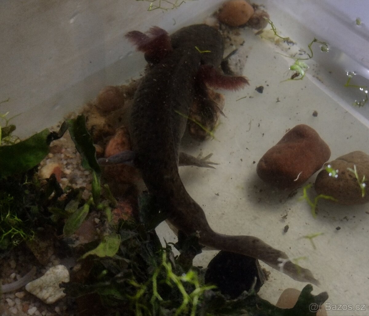 Axolotl mexický - 2