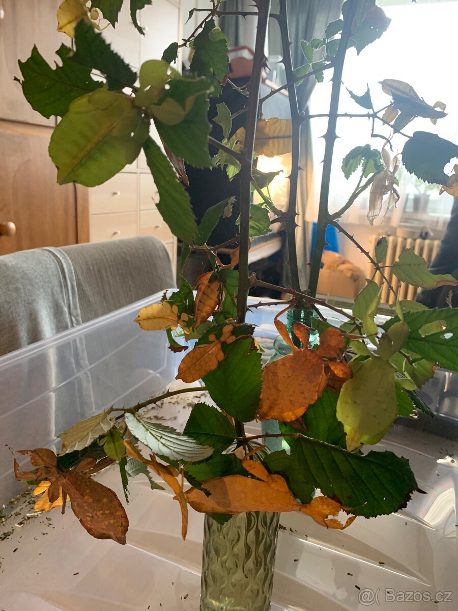 Lupenitky Phyllium tataba - 2