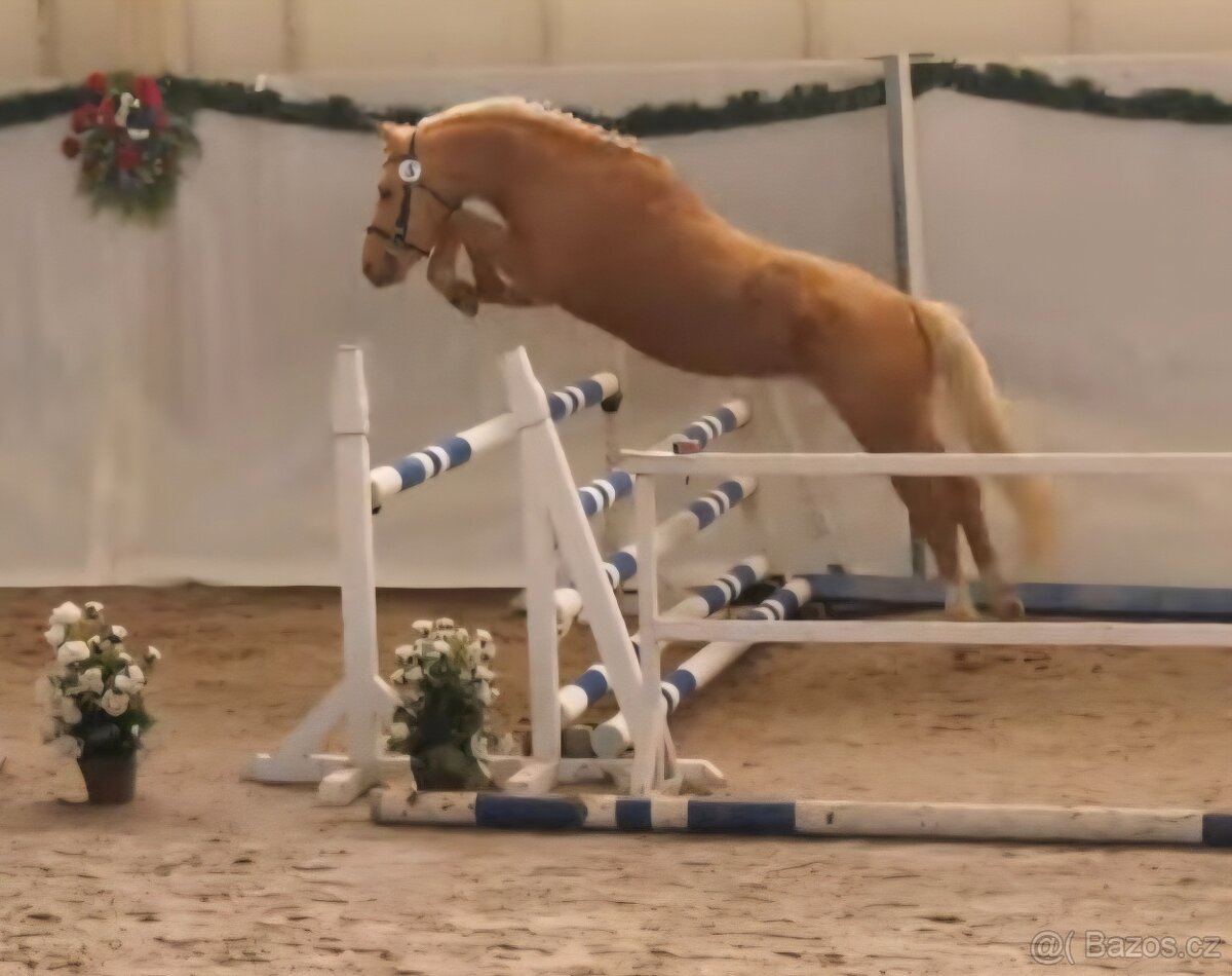 Pony A do sportu, chovu - 2