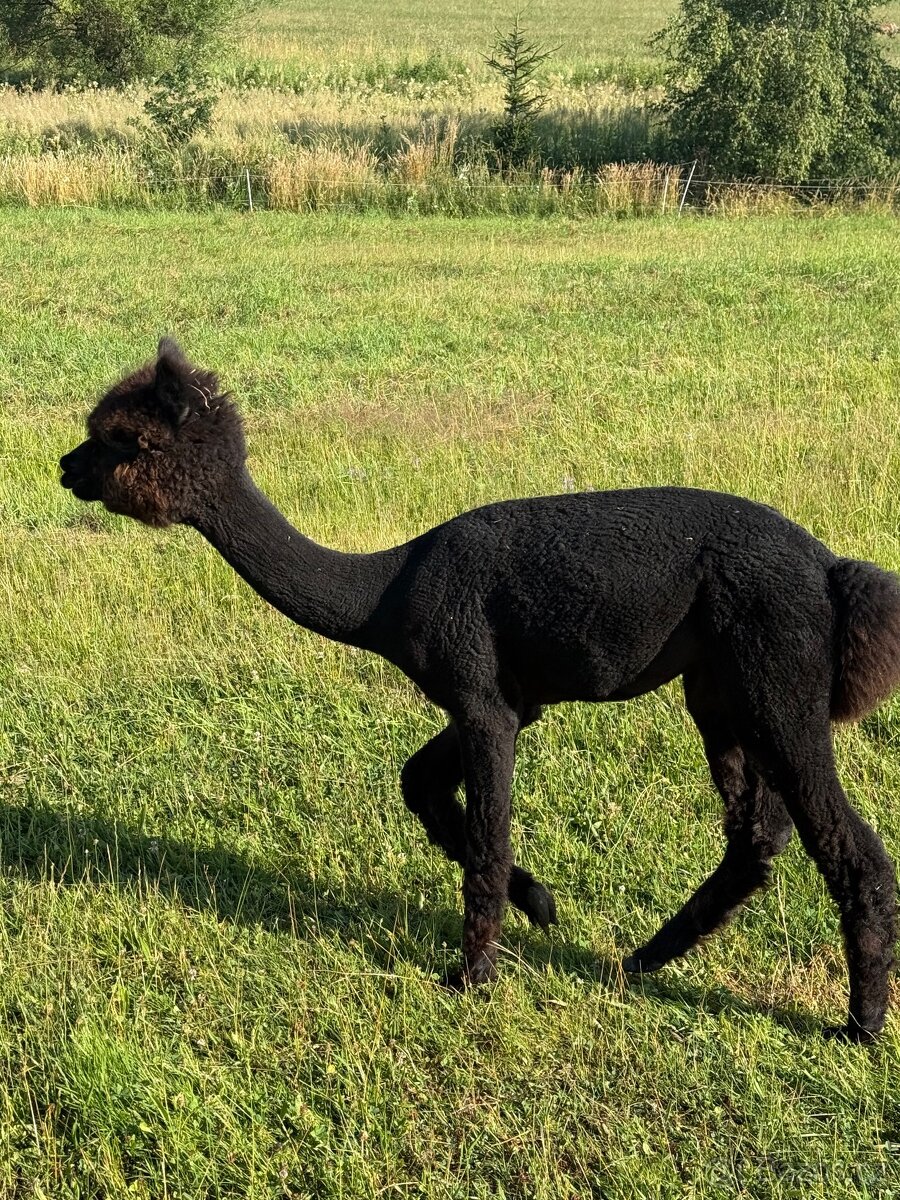 Černá alpaka - 2