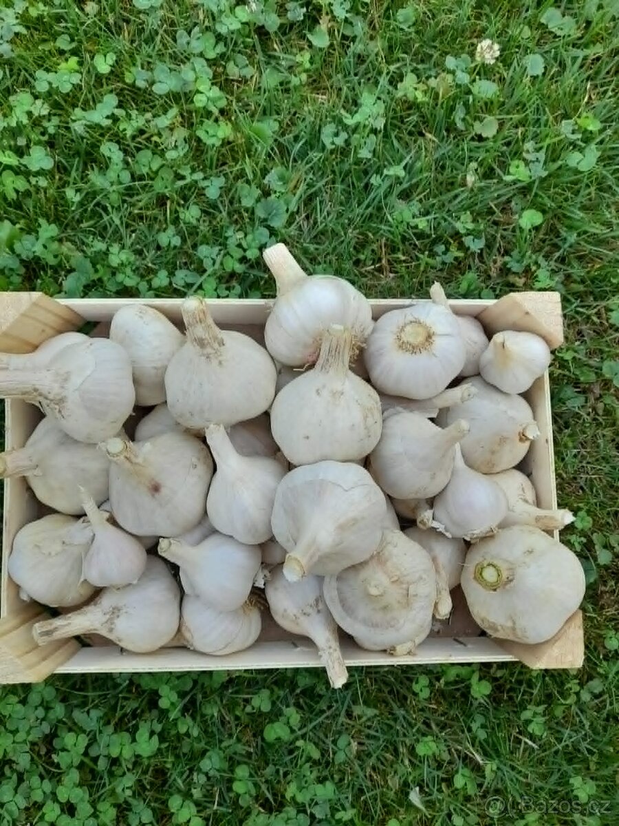 Česnek paličák - 2
