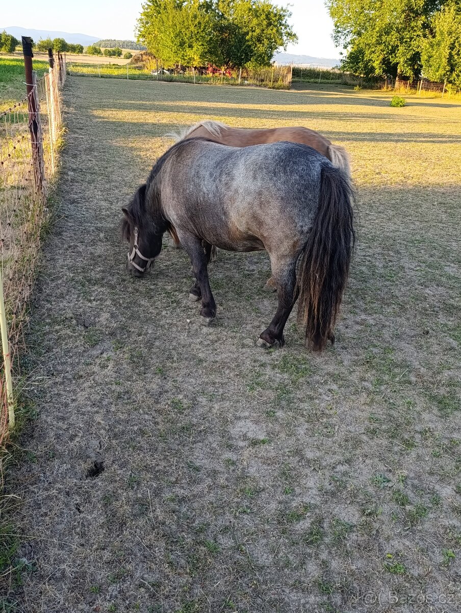 Shetland pony - 2
