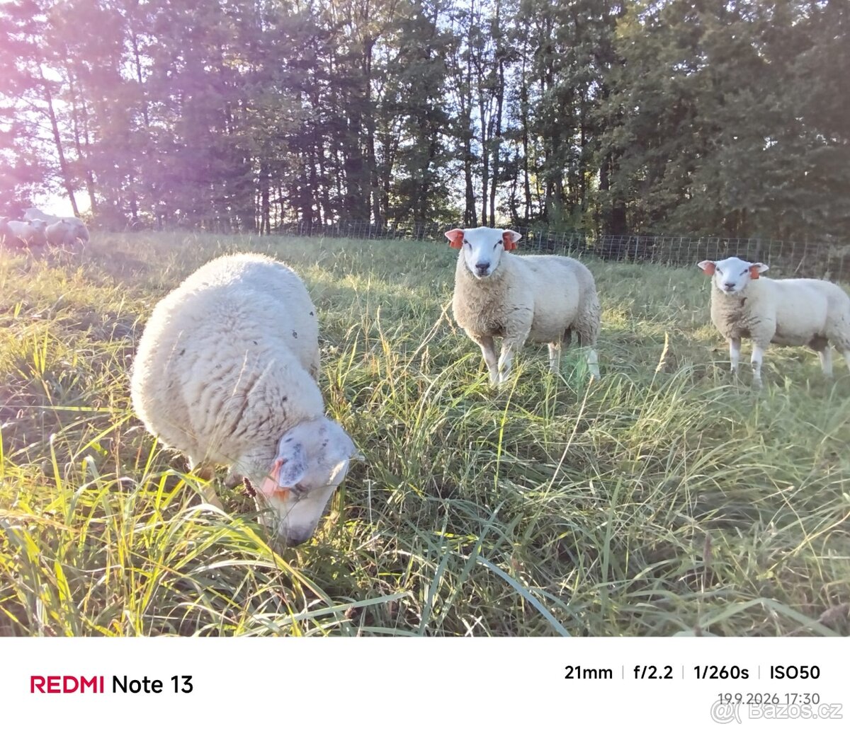 Jehňata Texel - 2