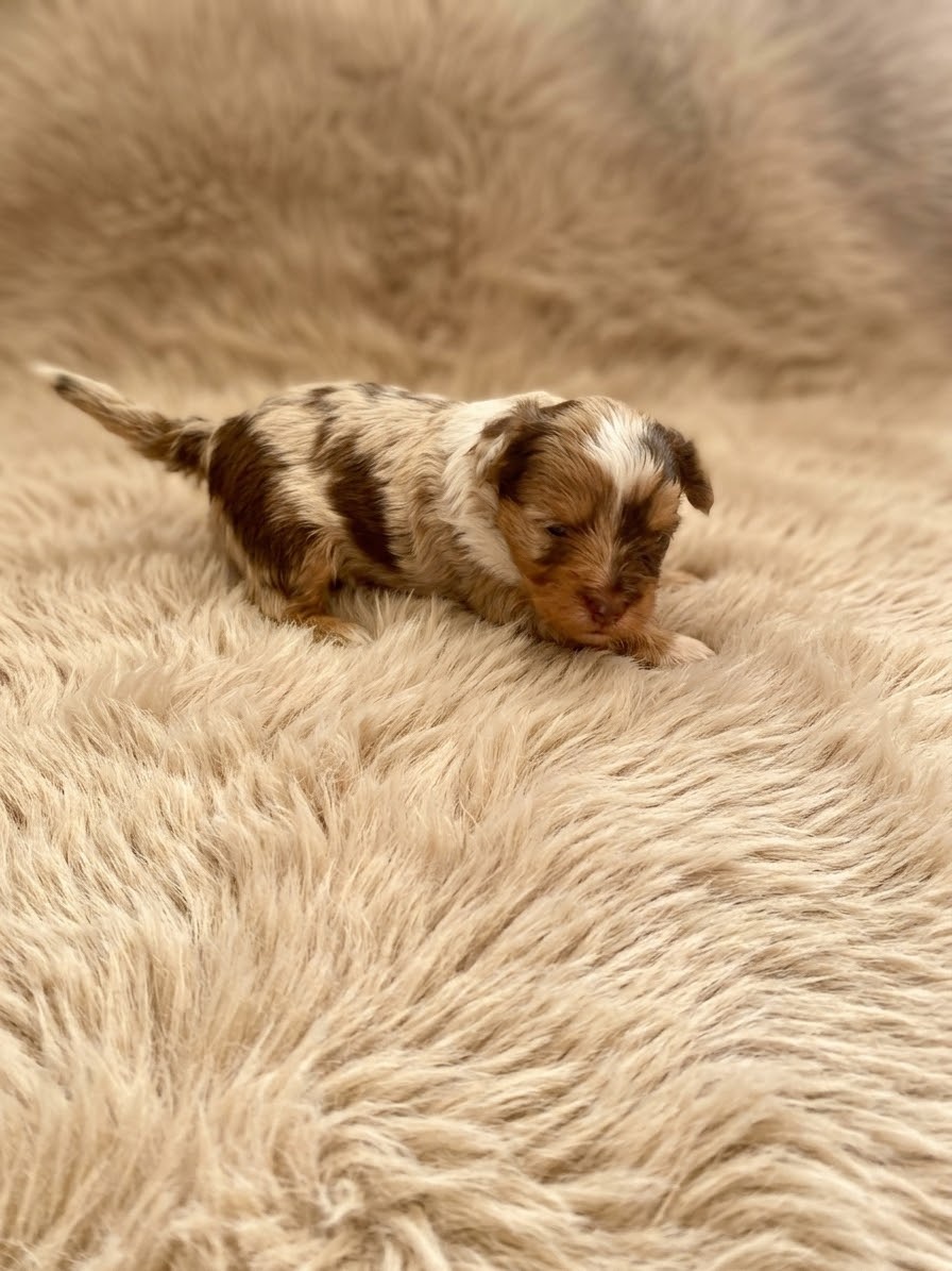 Jorkšírský teriér s PP - Yorkshire terrier - 2