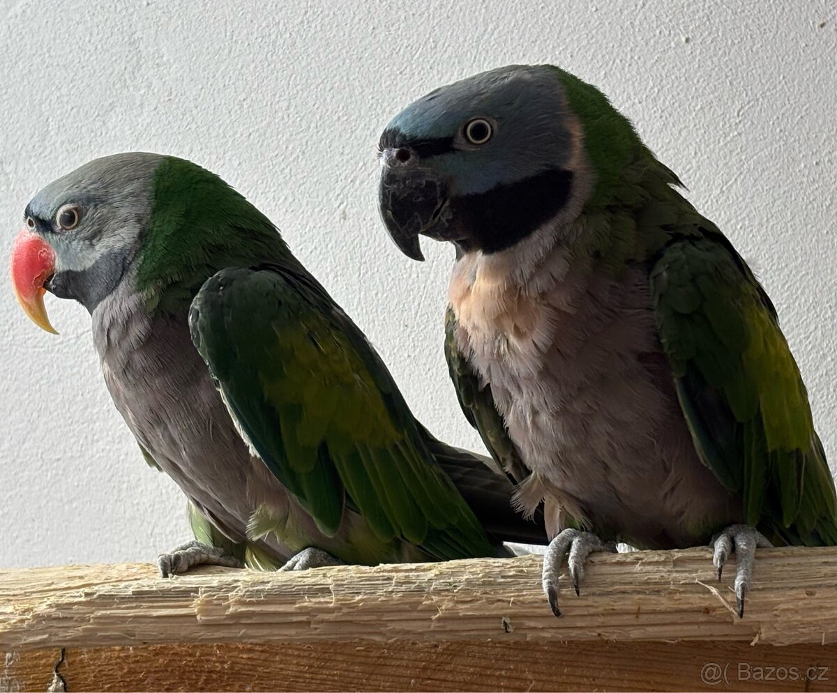 Pár Alexandr Čínsky - 2