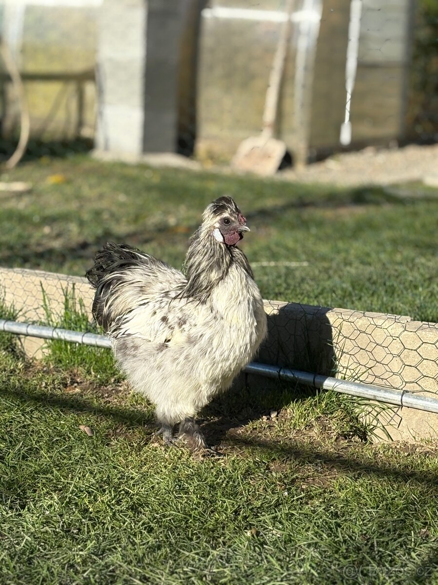 Kohouti hedvábnicky a Pavlovka - 2