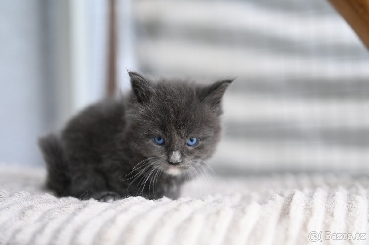Mainská mývalí - maine coon - MCO - modrooký kocourek - 2