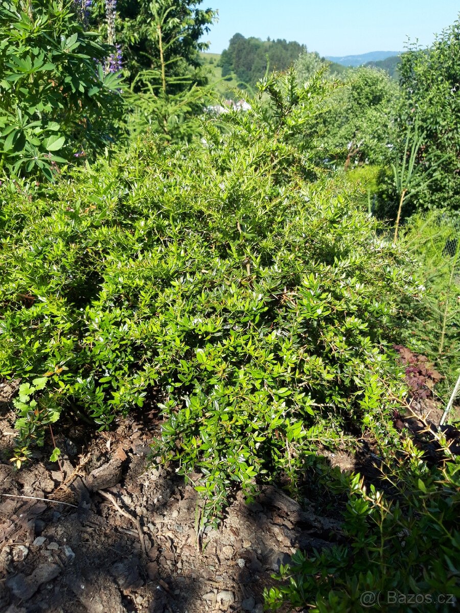 Dřišťál Juliin - 2