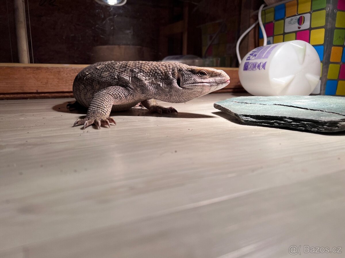 Varan stepní, Varanus exanthematicus - 2