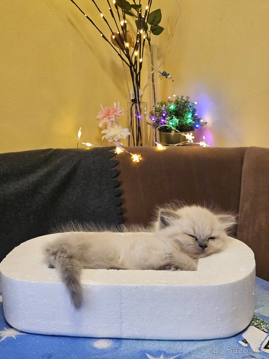 Britská koťátka Colorpoit - 2