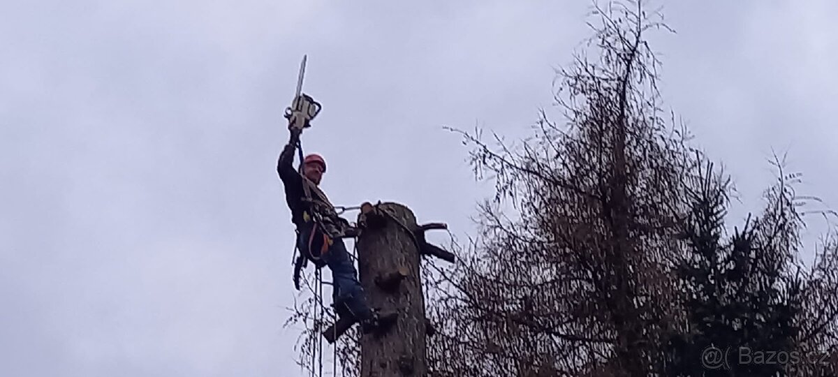 Kácení stromů v Ústeckém kraji - 2