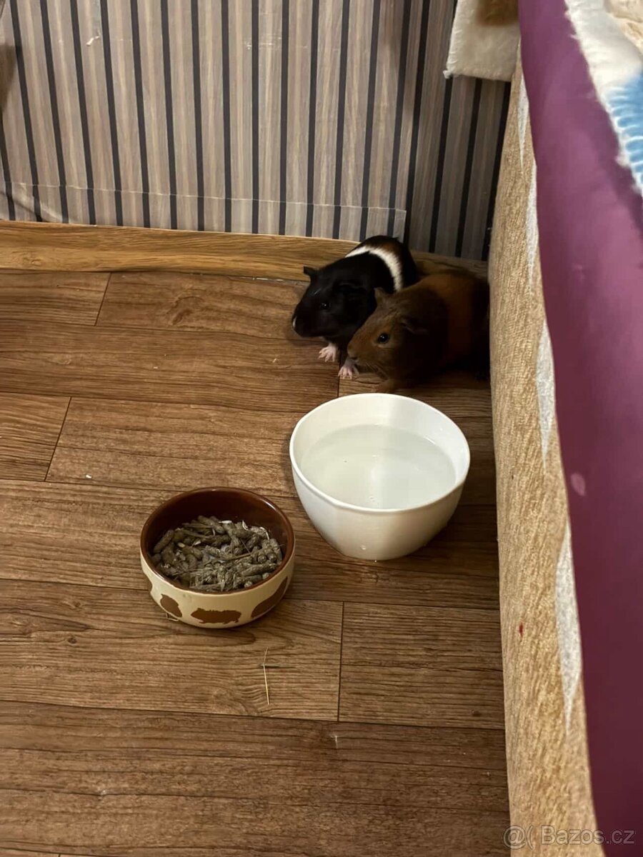 Prodám morčata – 2× sameček (5 měsíců) + klece - 2