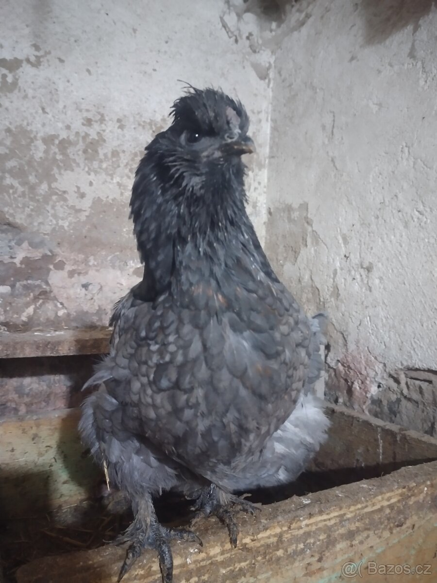 Mix hedvábnička - 2