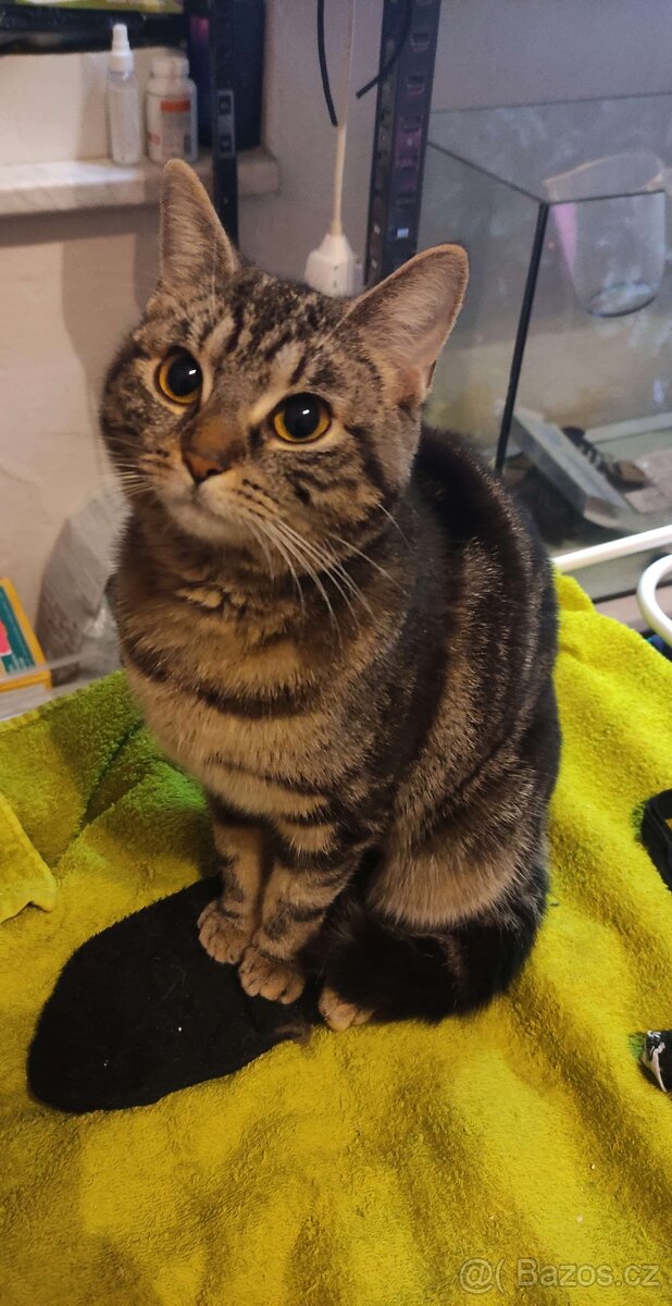 Daruji kočičku - 2