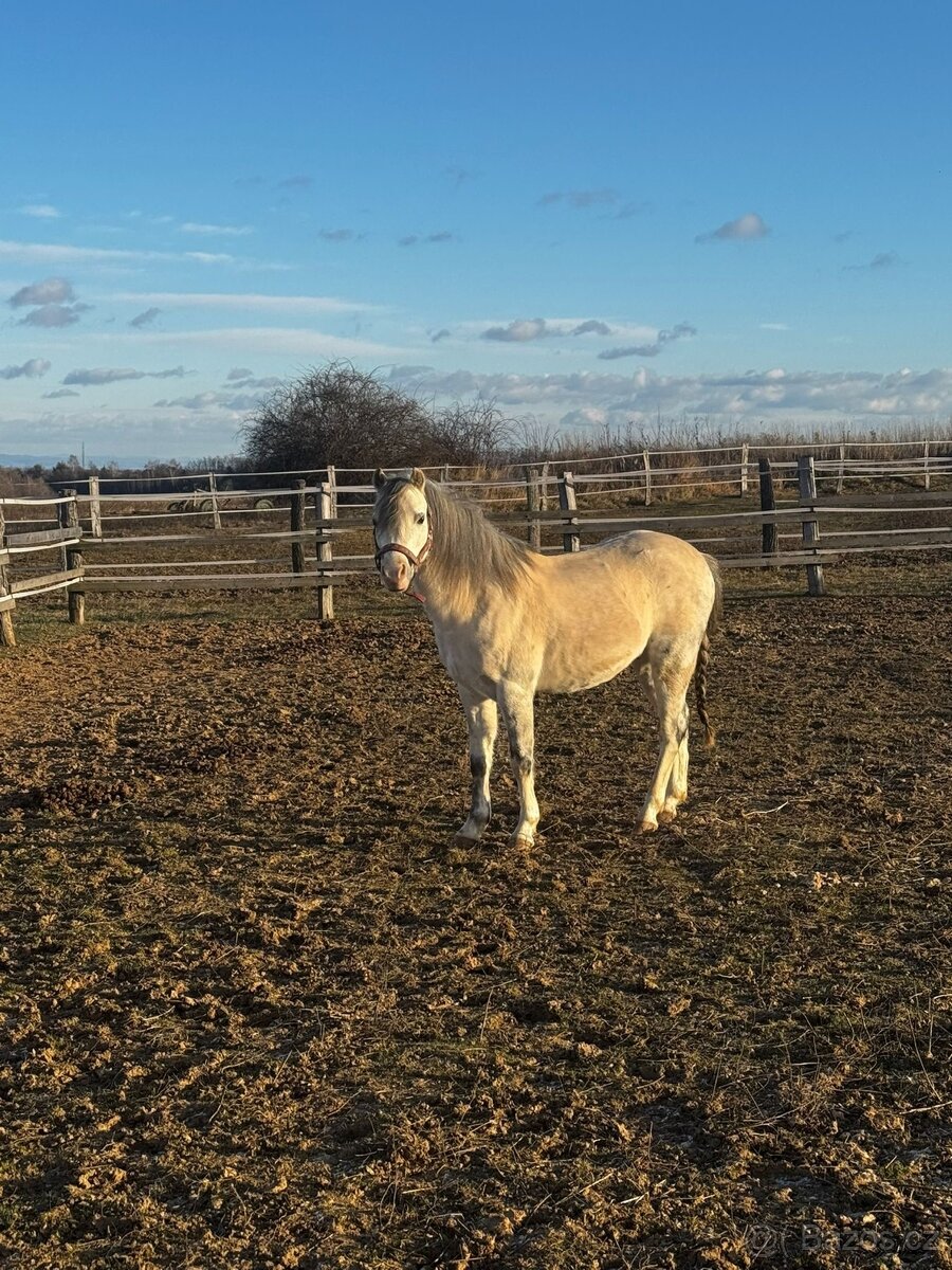 Welsh pony sekce B - 2