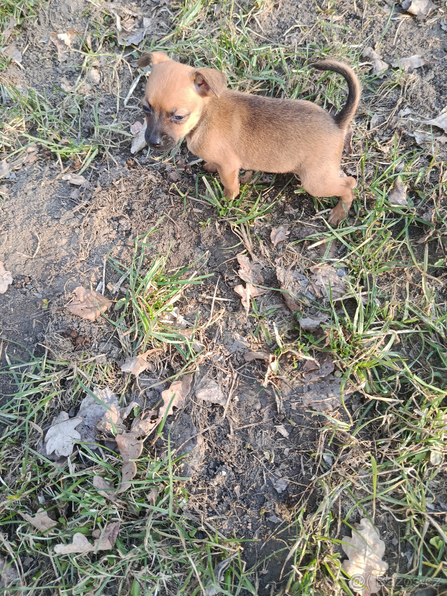 pražský krysaříkl - 2