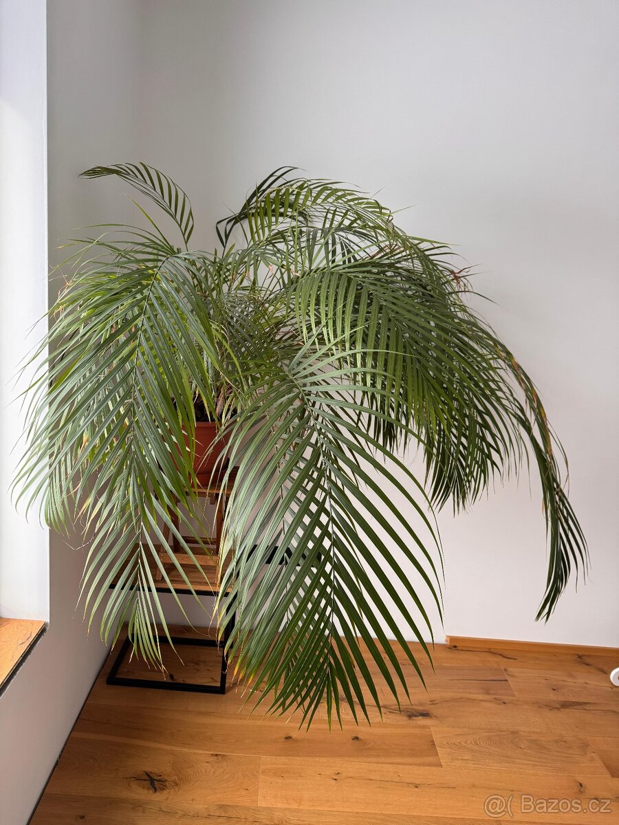 Velká Palma Areca, stáří 17 let - 2
