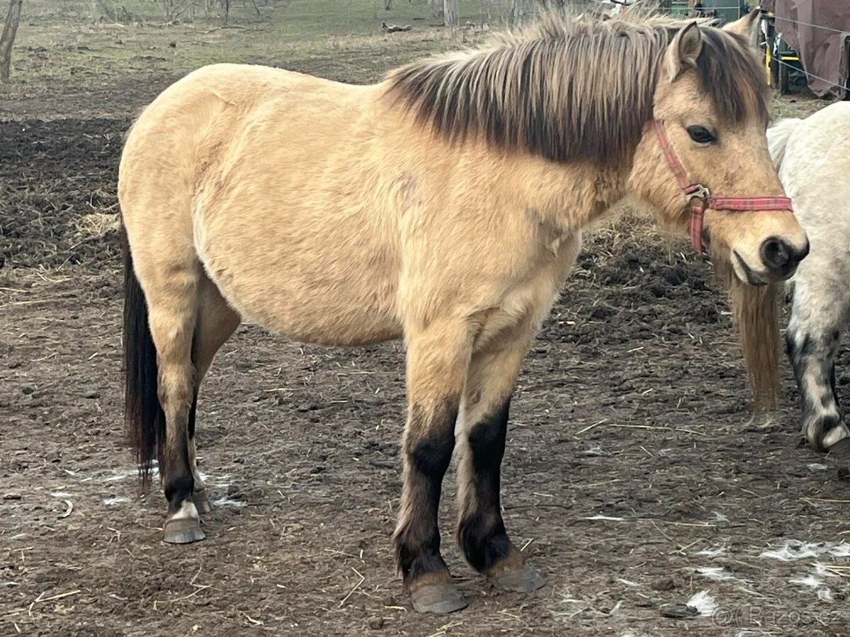 Pony - 2