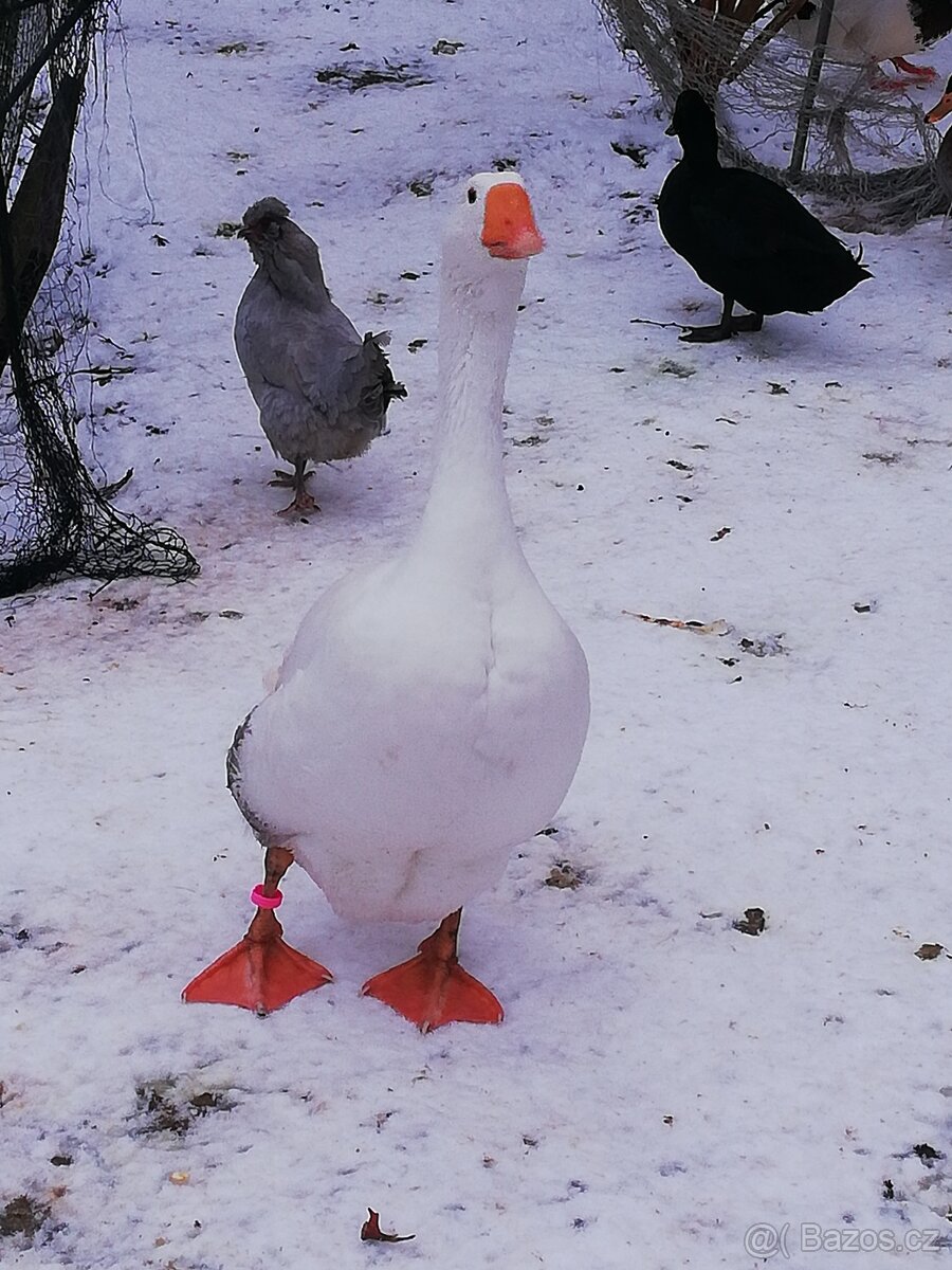 Houser loňský na chov - 2