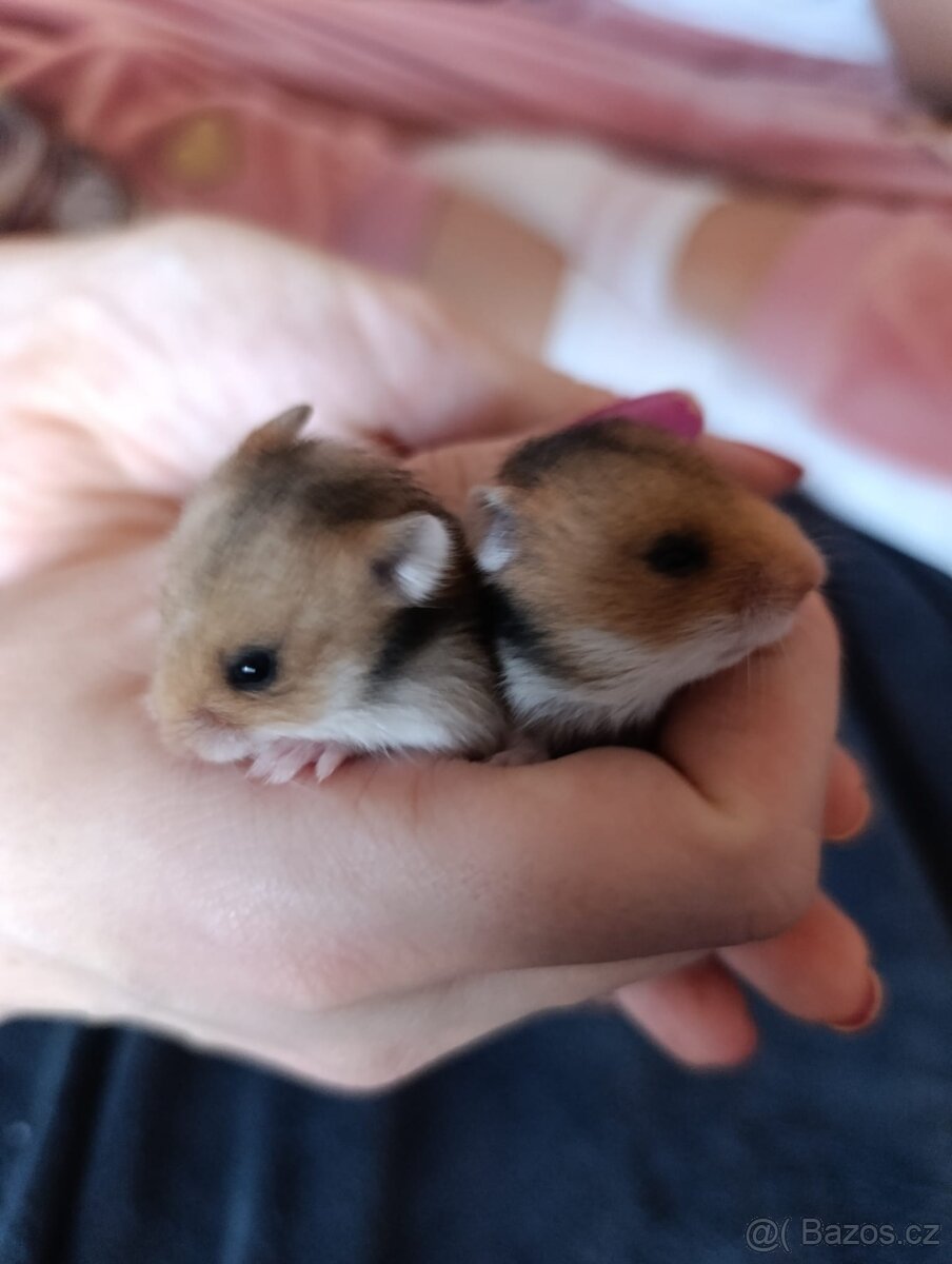 Křeček syrský - 2