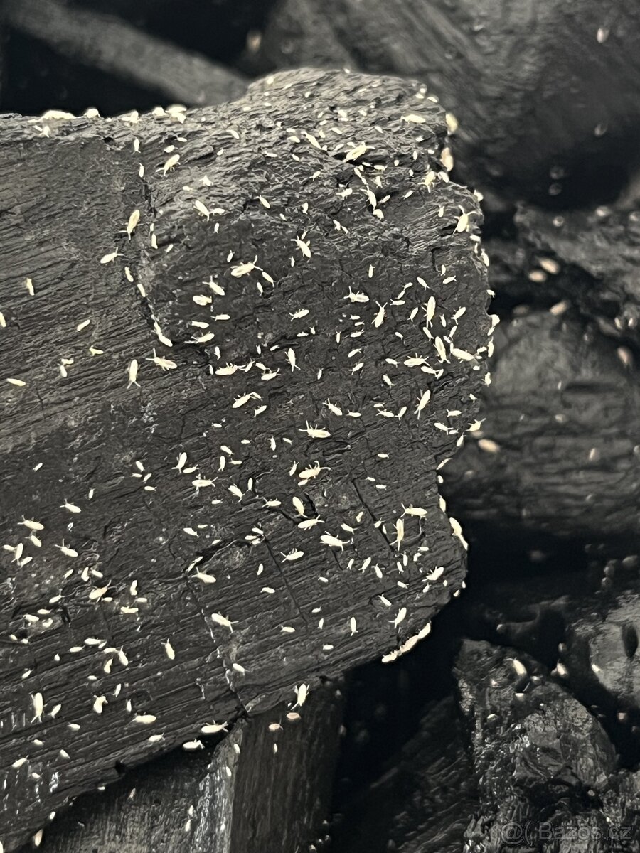 Chvostoskoci (Springtails) aktivní násada - 2