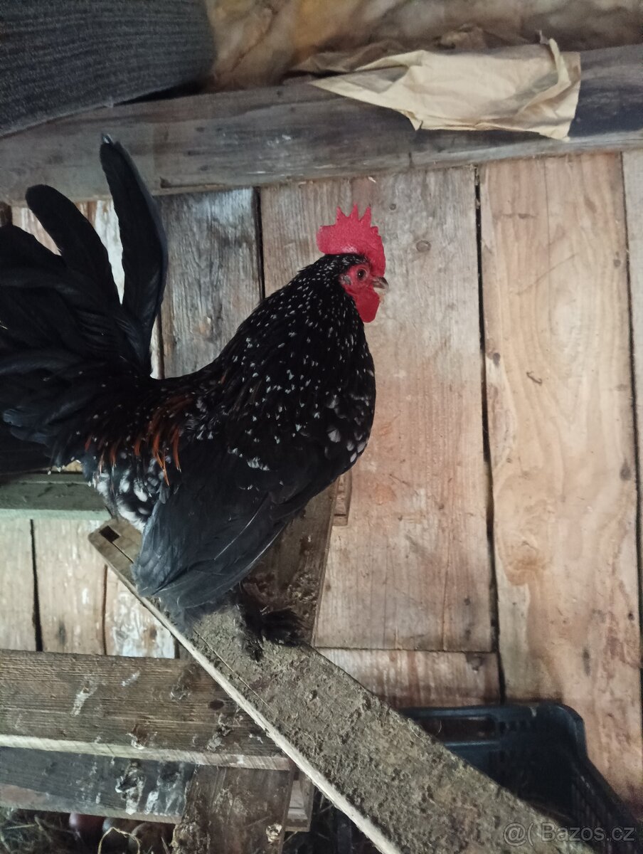 Prodám kohouta zakrslá nosná - 2