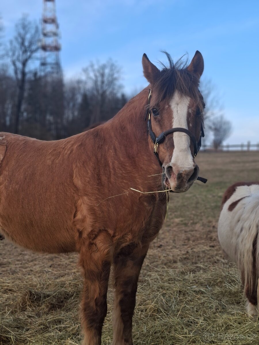 Valach společník 🐴🥕 - 2