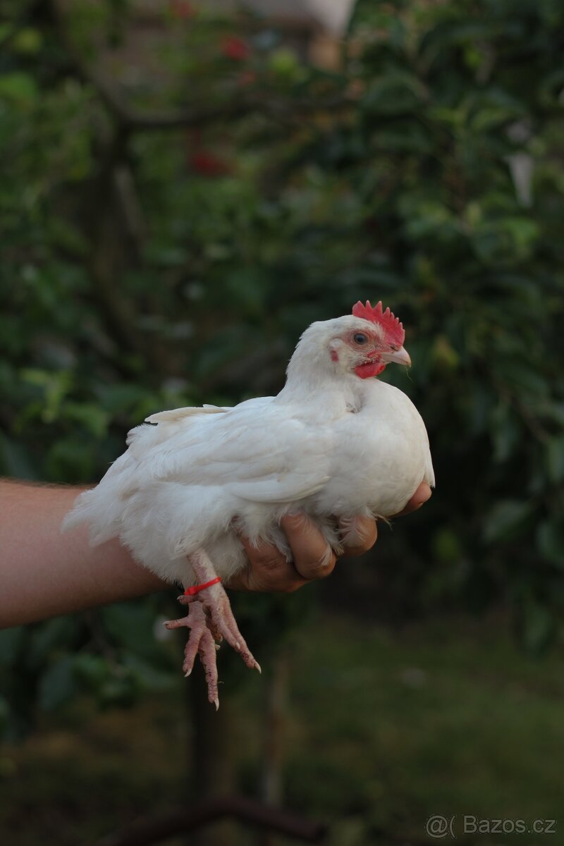 Kohouti 1,5 měsíce (marans X legbar ) - 2