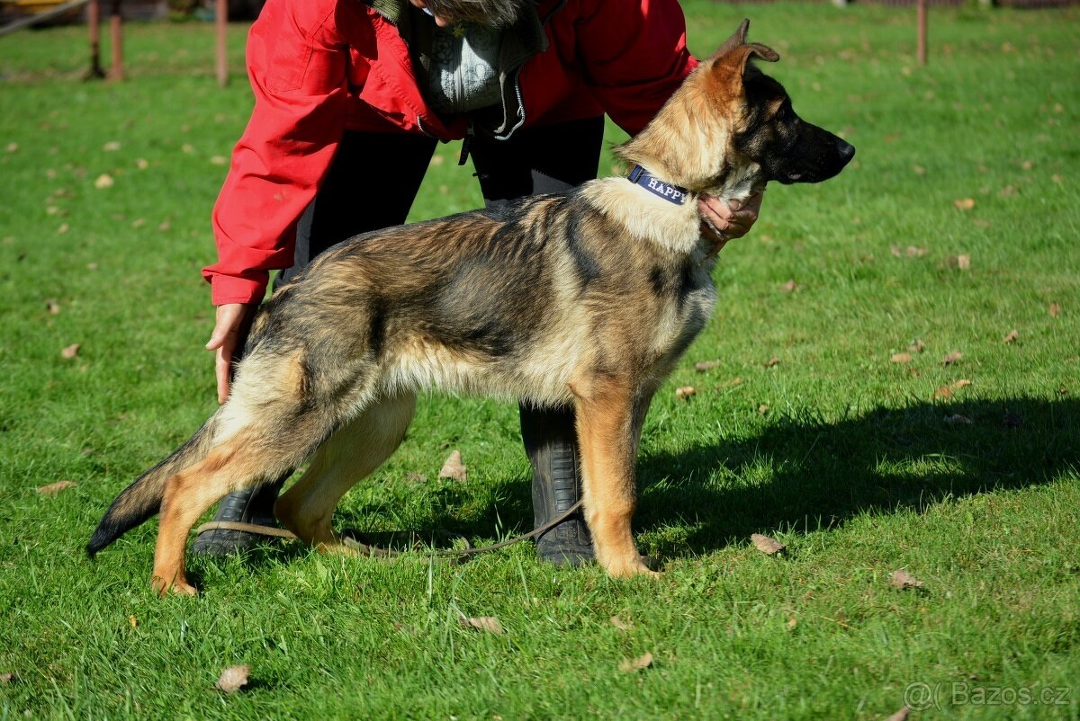 Německý ovčák-štěňata - 2