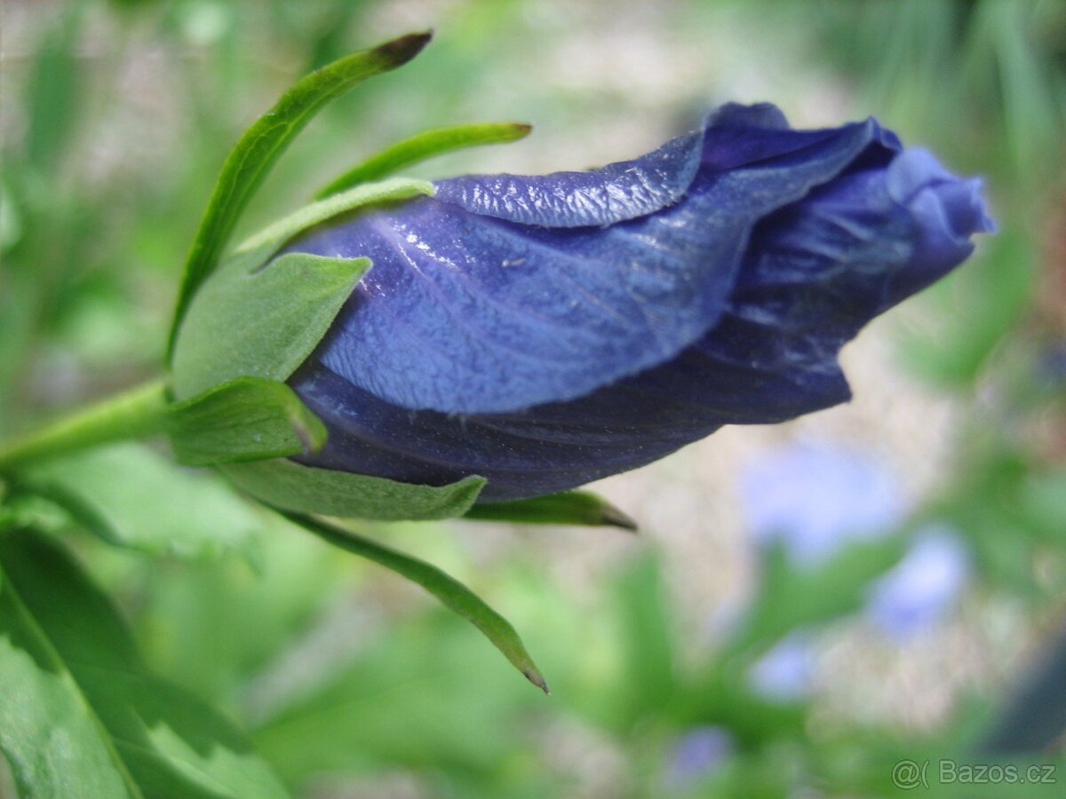 Ibišek Syrský keřový 12 barev - druhů - 2