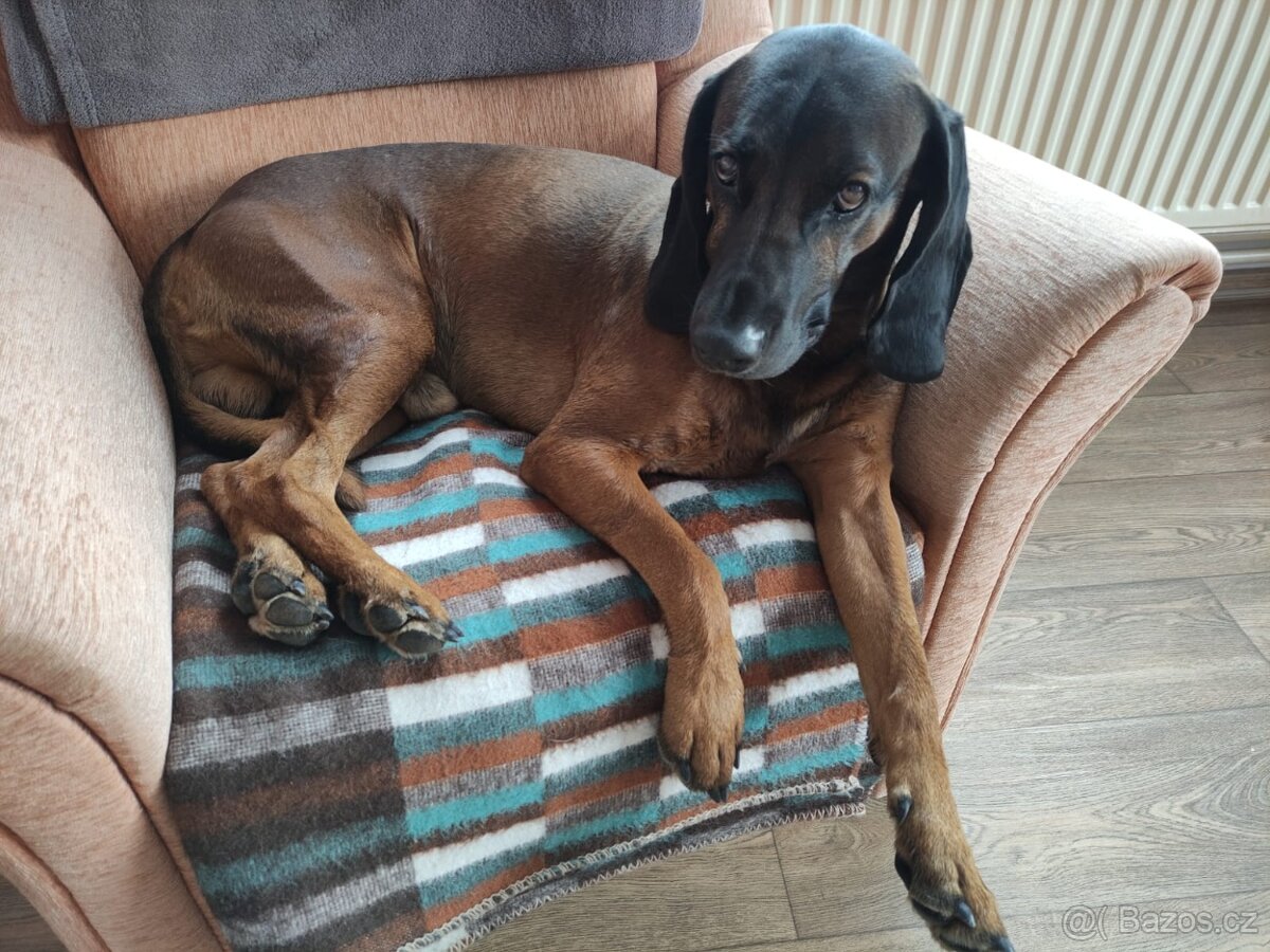 Bavorský barvář - krytí bez PP - 2