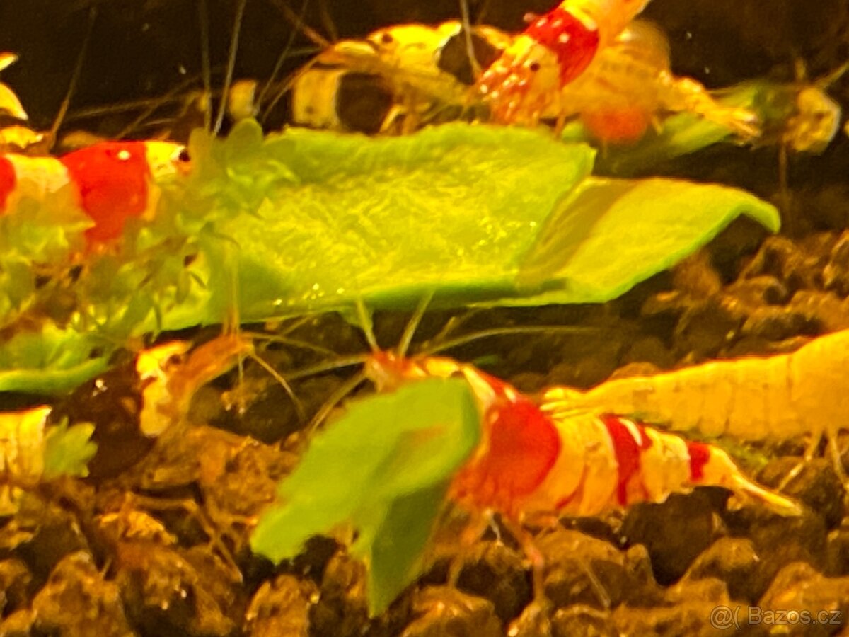 Red & black crystal - 2