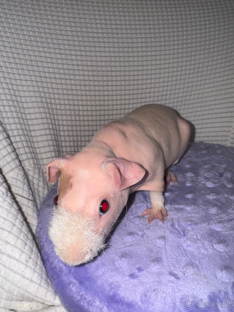 Skinny morče mládě - 2