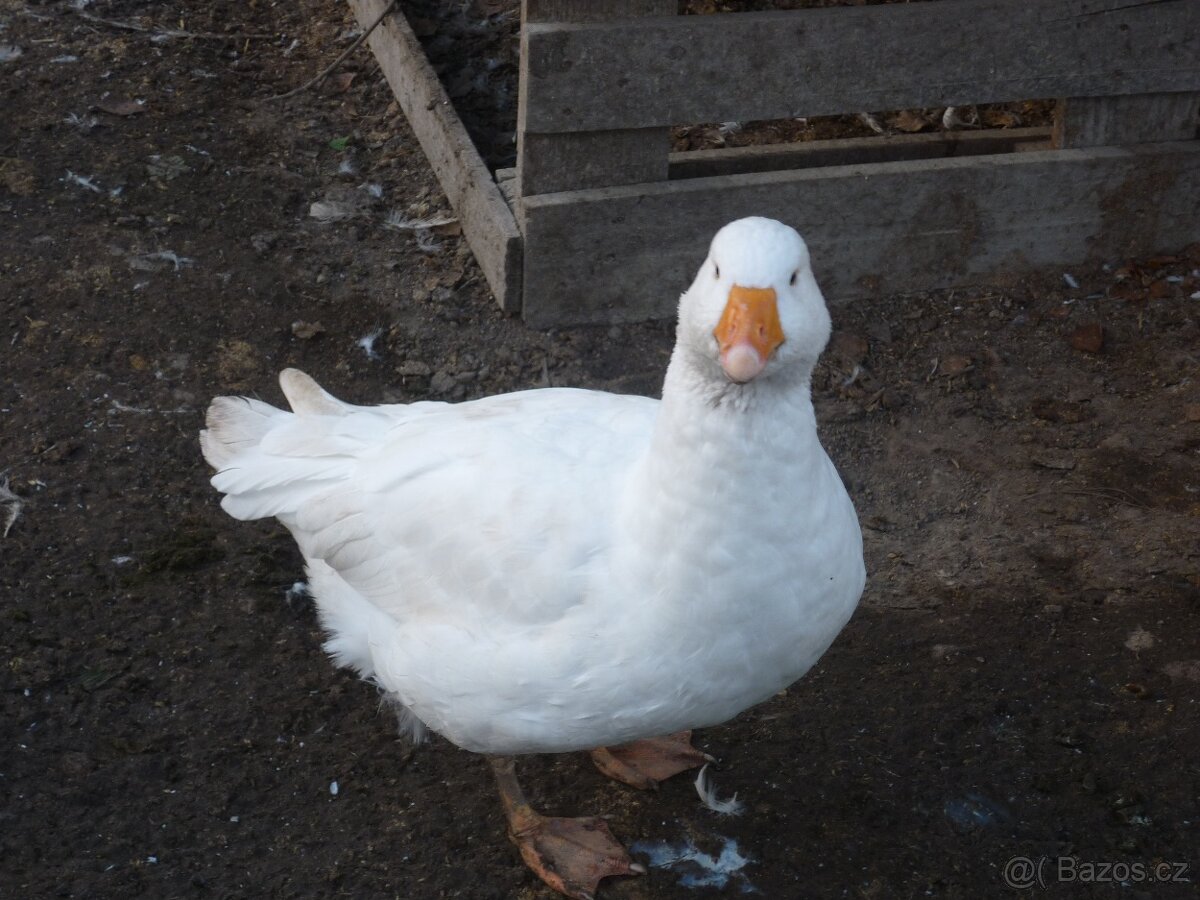 HUSA česká-houser - 2