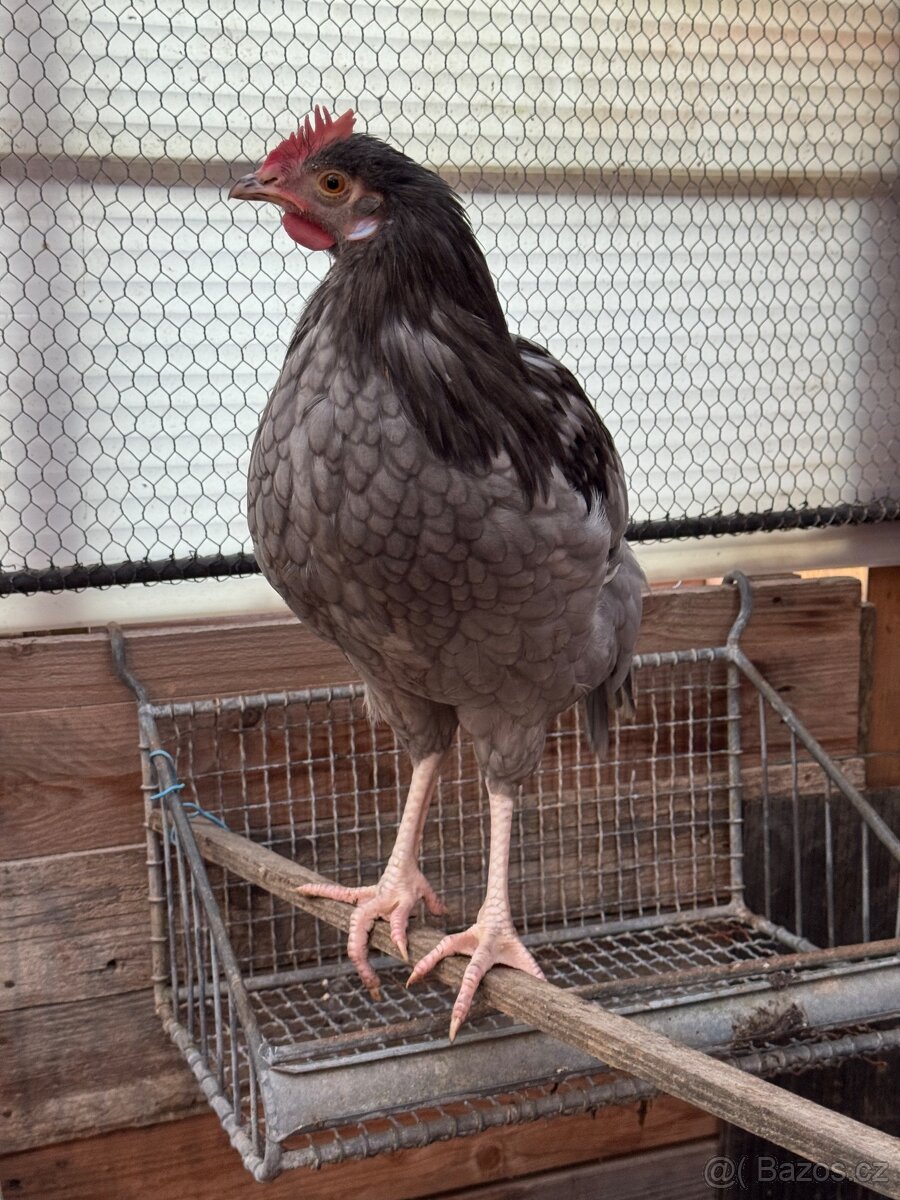 Kohouti na chov - 2