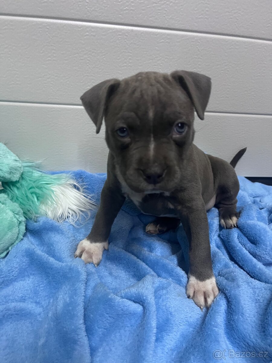 Americký stafordšírský teriér - 2