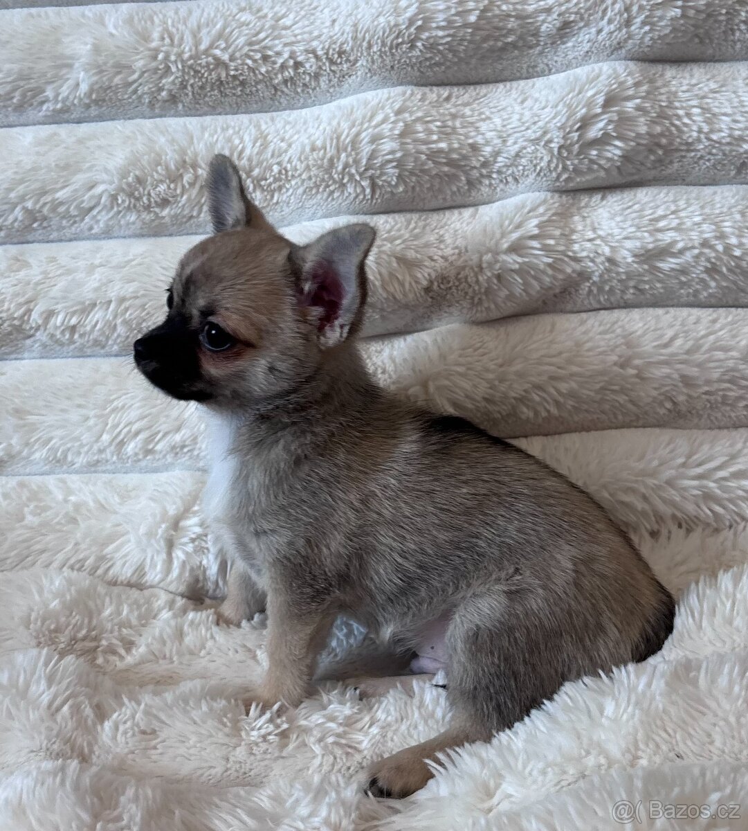 Krátkosrstá Čivava s PP - 2