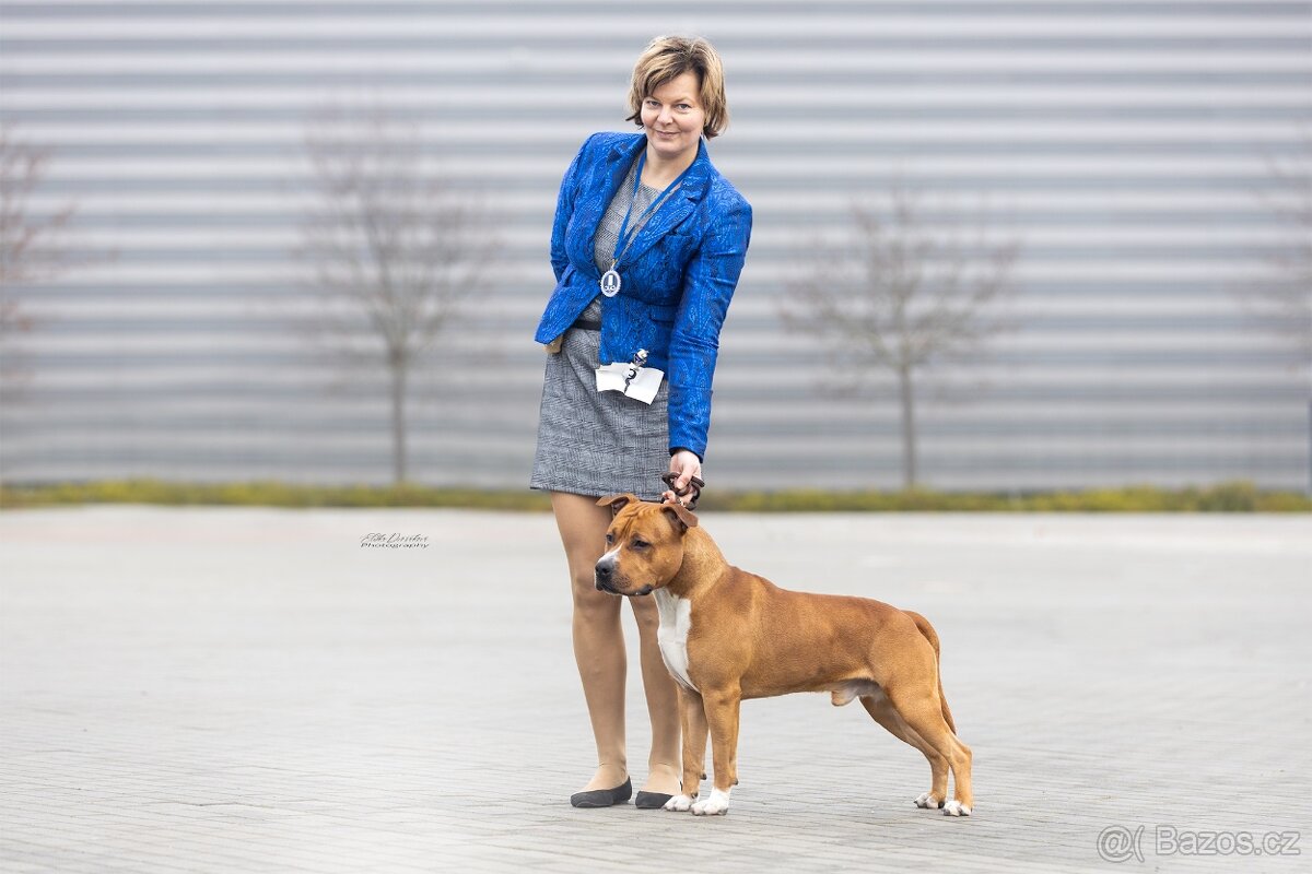 Štěně americký stafordšírský teriér s pp - 2