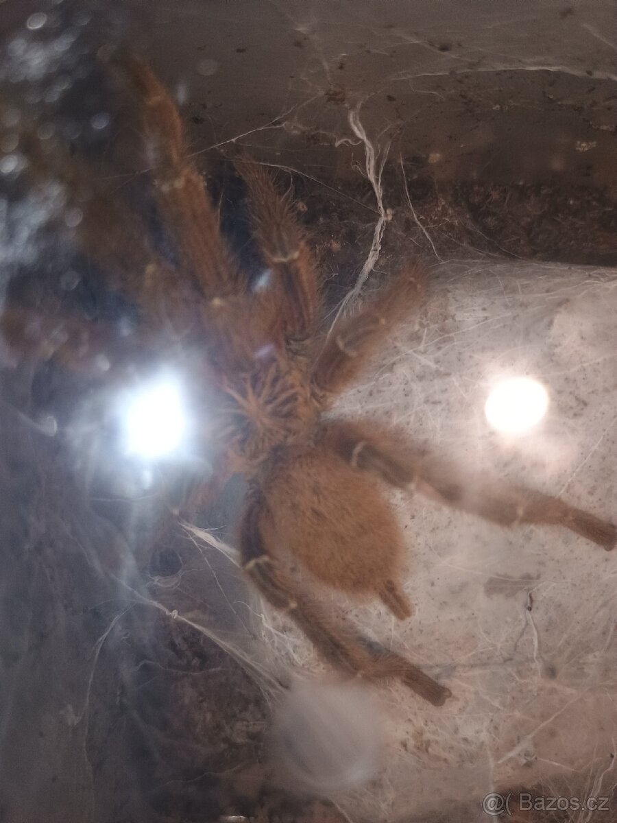 Pterinochilus murinus 2,3 - 2