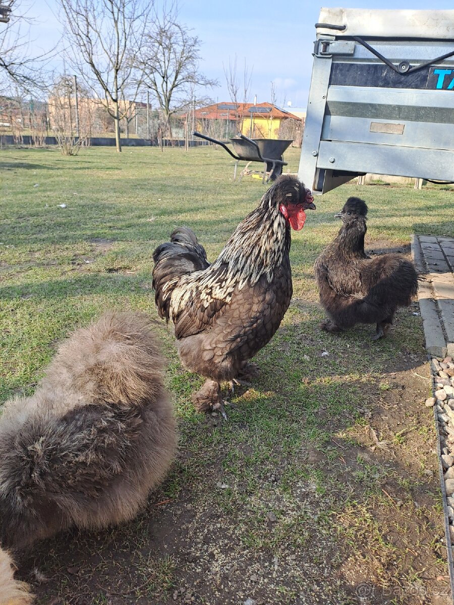 Kohout hedvábnička - 2