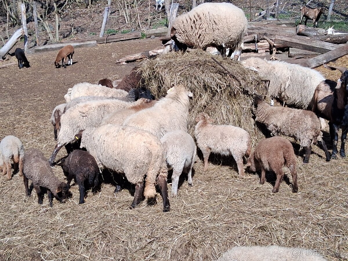 Prodám jehňata - 2