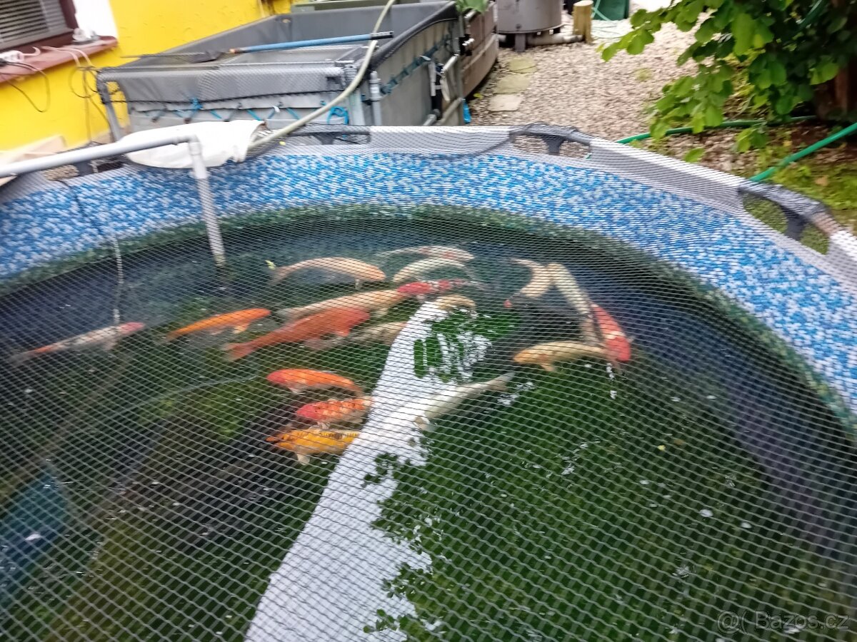 Koi kapr - 2