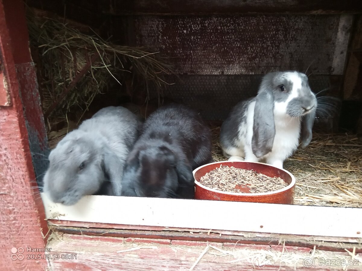 Francouzský beran - 2