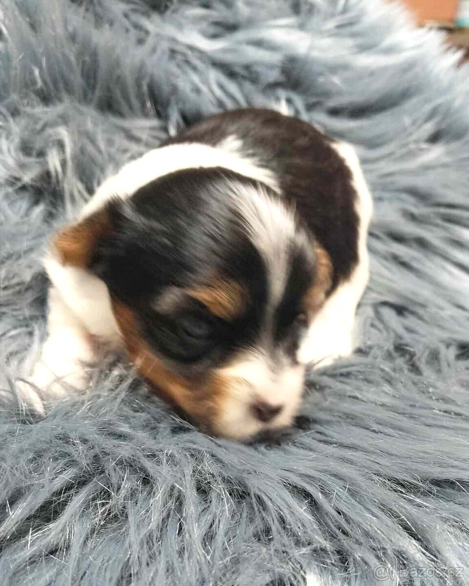 Biewer a black and tan Yorkshire Terrier s rodokmenem PP - 2