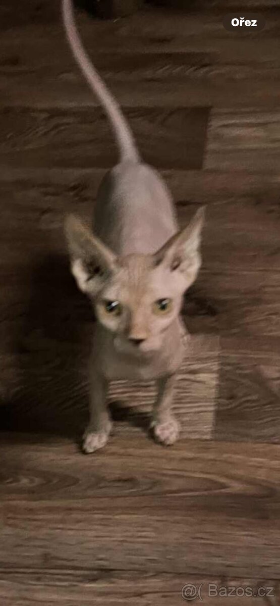 Kanadský sphynx bez PP - 2