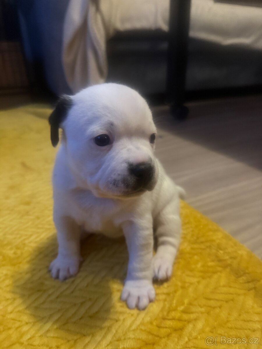 Stafordšírský bulteriér s Pp - 2