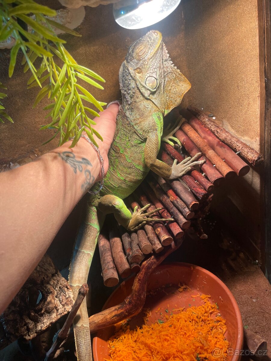 Leguán zelený + terárium a vybavení - 2