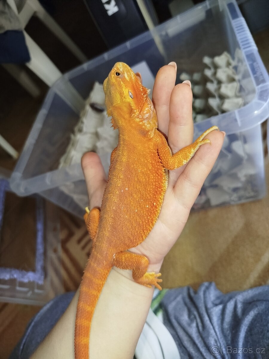 Mláďata agamy vousaté - 2