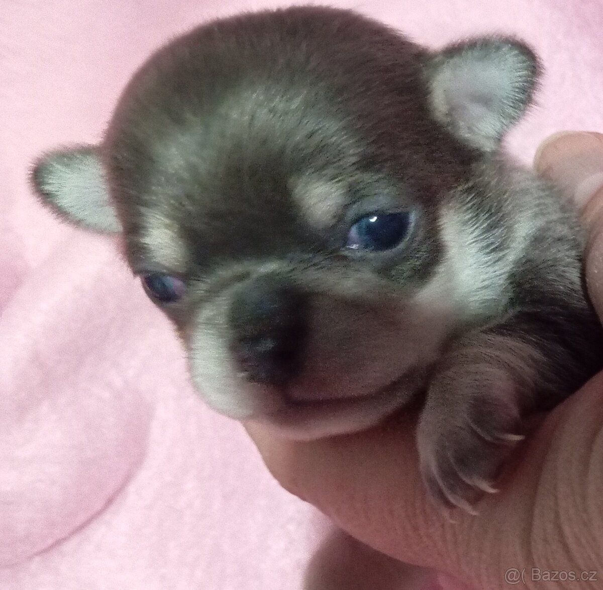 Čivava krátkosrstí pejsci - 2