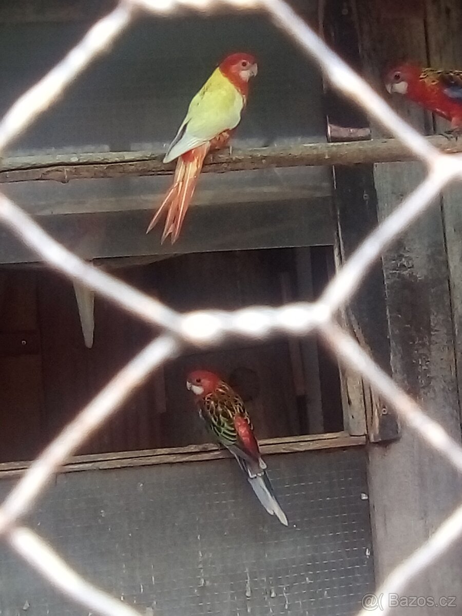 Prodám rosely penant - 2